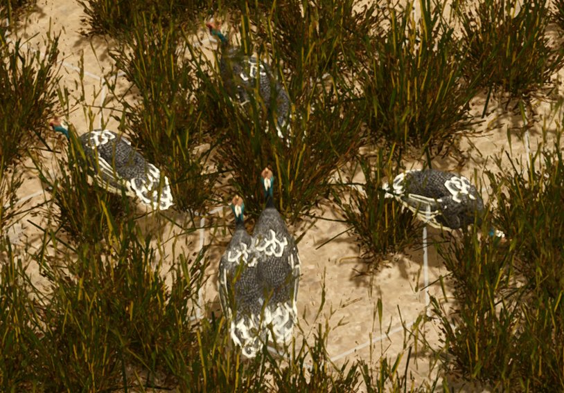 A covey of guineafowl in the dry grass